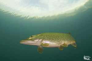 Pike in a small pond :-D by Daniel Strub 